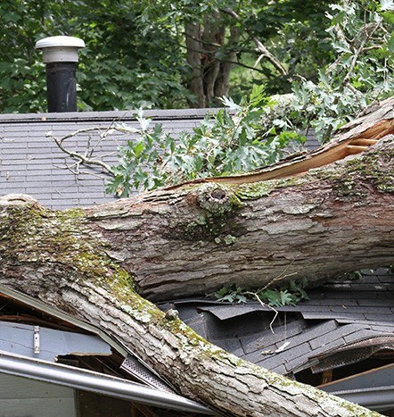 tree causing roof damage in new jersey